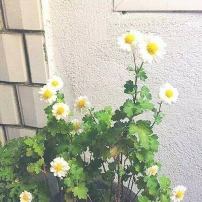 沧青之剑游戏下载